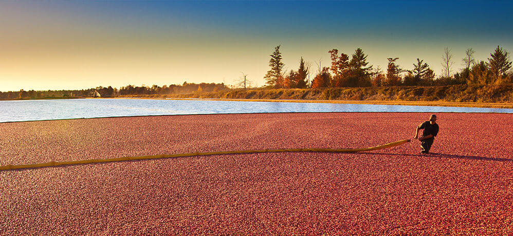 10 Things You Need to Know About Cranberry