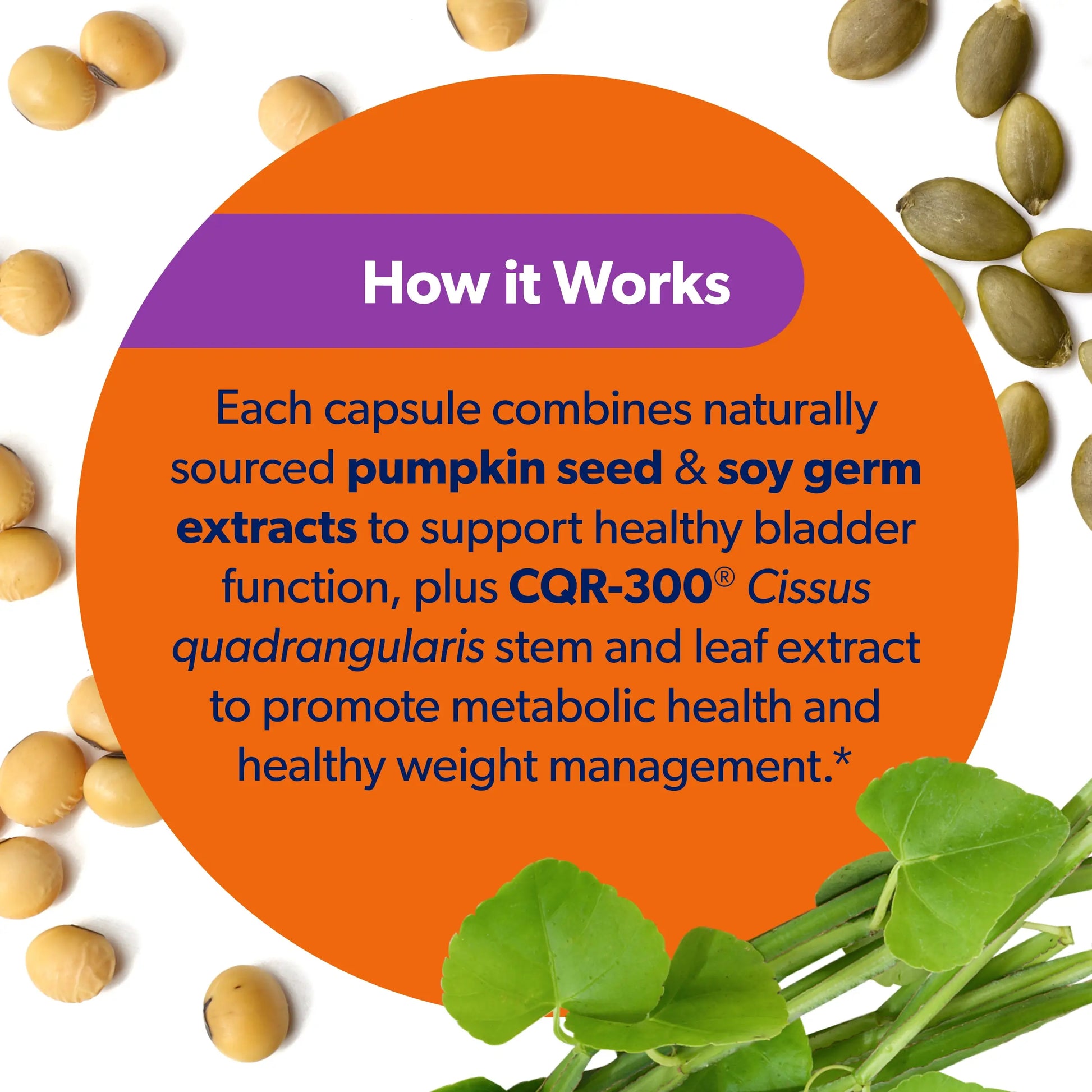 An informational graphic with an orange circle labeled 'How it Works' surrounded by soybeans and green leafy stems. Text explains that each capsule combines pumpkin seed and soy germ extracts for healthy bladder function, plus CQR-300 cissus quadrangularis stem and leaf extract for metabolic health and weight management.
